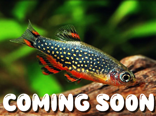 FISH COMING SOON