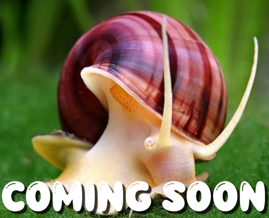 SNAILS COMING SOON